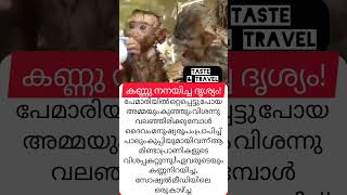 പേമാരിയിൽ ഒറ്റപ്പെട്ടുപോയ അമ്മയും കുഞ്ഞിനേയും ദൈവം മനുഷ്യരൂപത്തിൽ വന്ന്  വിശപ്പകറ്റുന്നു😥😥❤️