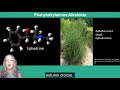 plant secondary metabolism alkaloids