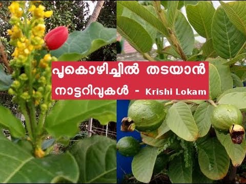 പൂകൊഴിച്ചിൽ തടഞ്ഞു കായ്പിടിത്തം വര്ദ്ധിപ്പിക്കാൻ How to Prevent Flowers From Falling Over പൂകൊഴിച്ചിൽ തടഞ്ഞു കായ്പിടിത്തം വര്ദ്ധിപ്പിക്കാൻ How to Prevent Flowers From Falling Over