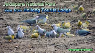 View from Hollong Tourist Lodge | Jaldapara National Park | DOOARS