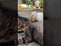 🐱 🦆