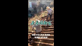 农村老房子修缮，换新瓦  #旧房改造 老房改造 #老房子改造翻新  ￼