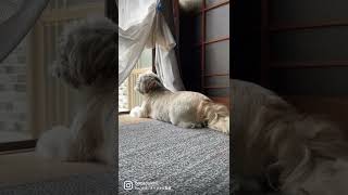 自宅警備員のシーズー犬バル君～Home Security shihtzu～ #Shorts