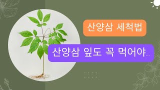 산양삼 세척 / 생으로 먹는법 /산양삼잎먹는법 #산삼 #산양삼 #장뇌삼