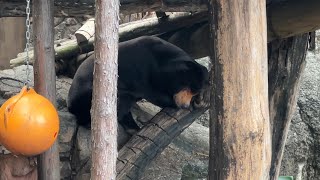 お昼寝キョウコさん【‎2023‎年‎9‎月‎6‎日】【上野動物園】マレーグマ