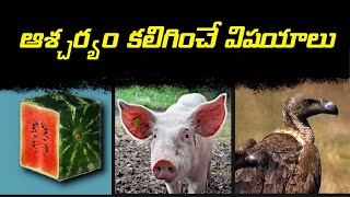 Top 11 interesting facts in Telugu - ఆశ్చర్యం కలిగించే విషయాలు - Animal facts in Telugu