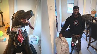 My Pitbull’s First Christmas! | He Got 1,000 Gifts 😳