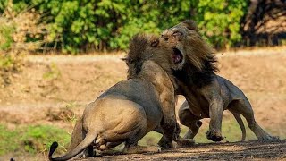 Plains camps males Vs Ndzhenga males-Londolozi