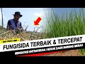 CARA MENGATASI ANTRAKNOSA/BUSUK DAUN PADA BAWANG MERAH-FUNGISIDA TERBAIK UNTUK BAWANG MERAH