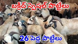 NELLORE JUDUPI BIGGEST RAMS FOR AVAILABLE 8374350845,9912739834