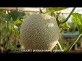 longevity good health cantaloupe