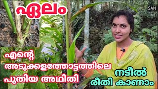 ഏലം അടുക്കളത്തോട്ടത്തിൽ നടുന്ന രീതി|Cardamon planting at home garden|Cardamum pla ting and caring|