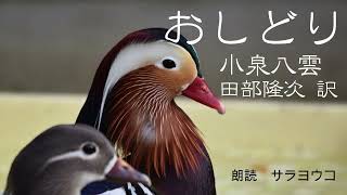 朗読『おしどり』小泉八雲　田部隆次 訳　心に突き刺さるお話