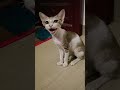 #cat sound reaction# funnycat#