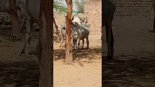 Ox 🐂aur cute guy video