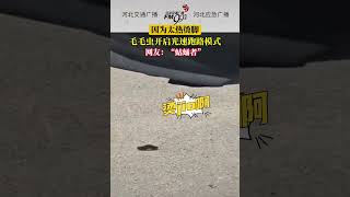 毛毛虫开启光速跑路冒失，因为太烫脚丫了 #animalworld #动物世界