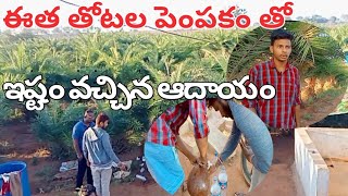 Wild date farming in telugu- ఈత తోటల పెంపకం తో అధిక ఆదాయం