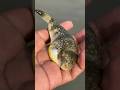 Emotional Rescue of Grass Pufferfish 🐡 #Shorts #pufferfish #fish