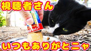 久々に逢えた爆食い猫（さくらねこ）に視聴者さんからいただいたご飯をたくさんあげたらうまそうに食べた