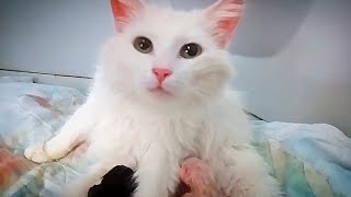 КОТОЖИЗНЬ выпуск 5||РОДЫ КОШКИ. Рождение котят. Как рожает кошка.