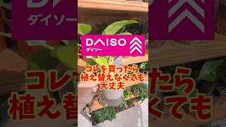 【ダイソー】コレを買ったら植え替えなくても大丈夫！ #観葉植物 #plants #ダイソー #houseplant #daiso