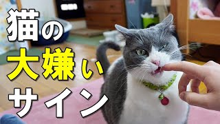 嫌われている？猫が家族の中で一番嫌いな人にしかしない行動７選【保護猫】