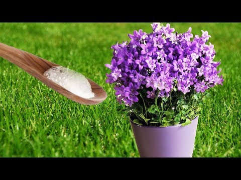 Put Baking Soda On Your Garden Plants and This will Happen Put Baking Soda On Your Garden Plants and This will Happen