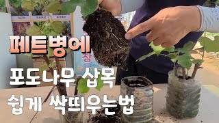 포도나무 삽목 페트병에 싹띄우기 진짜 쉽다 삽목 방법sprout of grapevine sapling pet bottle