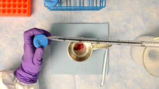 Tissue Dissociation Steps - Using Cells from Tissue or Peripheral Whole Blood for Flow Cytometry