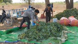 ការធ្វើផ្អកស្លឹកដំឡូងមីជាមួយស្កររងូរ | Cassava Foliage Ensiling with Palm Sugar Molasses