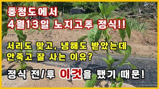 EP.113 충청도에서 4월 13일 노지고추 정식!! 정식 후 서리, 냉해에도 잘 견디는 방법