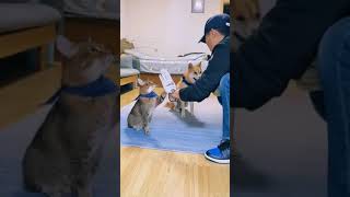 Anjing Kucing Latihan Loncat #anjing #kucing #latihan #loncat #shorts #youtube #youtubeshorts