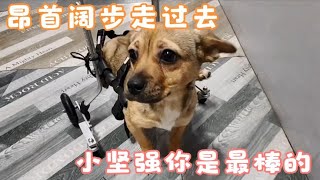 它带着残疾也一样可以迎着风奔跑，通过这道坎就是片崭新的世界   Dog rescue in China 20220322