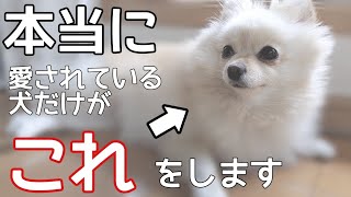 愛されていると感じている犬の特徴【犬の仕草】