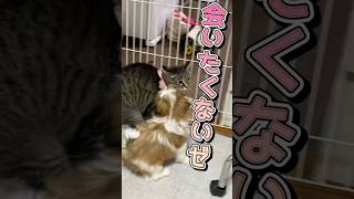 ガチャ犬に舌を巻く猫がコチラ❣️#cat #猫動画 #音源お借りしました #保護猫を家族に