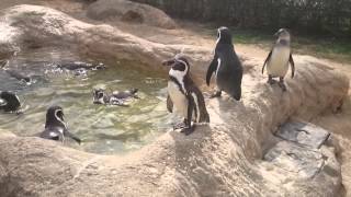 下関水族館 「海響館」のペンギン