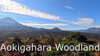 Sea of Trees,  Aokigahara Woodland   紅葉台　青木ヶ原　樹海　#aokigahara #jukai