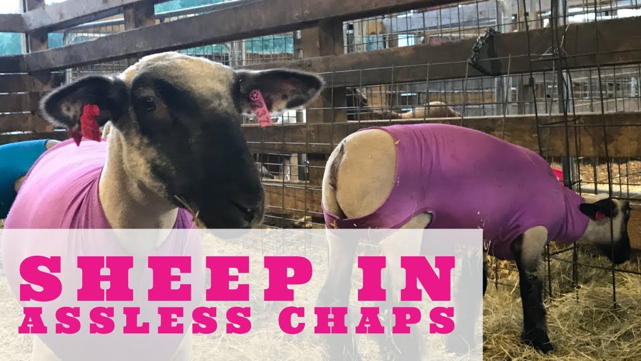 Sheep In Butt Less Chaps Youtube