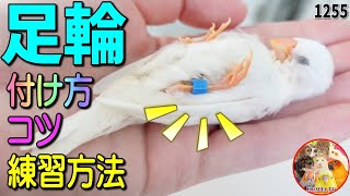 小鳥・インコの足輪（足環）の付け方・コツ・練習方法｜キンカチョウ・文鳥・セキセイインコ・ジュウシマツ 動画1255