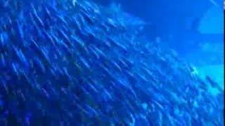 スナメリに追われるイワシの大群 A school of sardines chased by a finless black porpoise