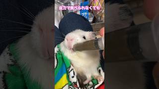 モルモットの介護【5歳3ヶ月19日】#shorts #guineapig