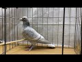 Reduced￼ Colored homing pigeon’s￼