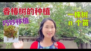 香椿树的种植｜邻居家一香椿树根延伸到我家，一株香椿丰收 n 根树苗，香椿移植后原地不断繁殖新香椿树苗...我和邻居非常惊喜  How to grow and propagate toon trees