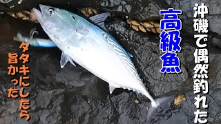 沖磯で偶然釣れた高級魚