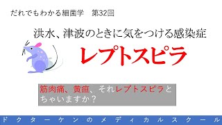 【だれでもわかる細菌学 第32回】レプトスピラ