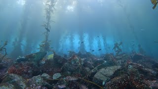 Kelp forest scuba dive at Breakwater Cove, Monterey, California