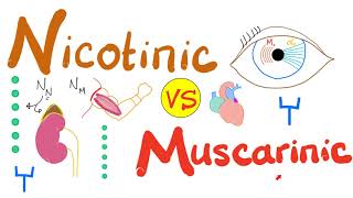Nicotinic vs Muscarinic Receptors