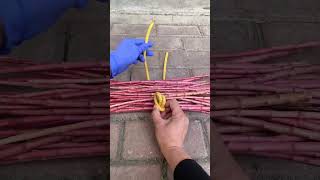 Uncle Chi teaches practical knots for bundling firewood and how to tie a rope