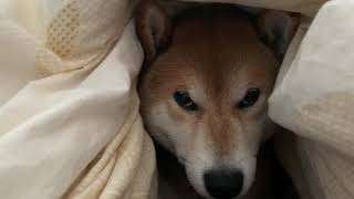 《りゅう怒る》白目をむく《柴犬》