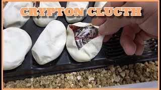 Crypton Ball Python Egg Cutting #96